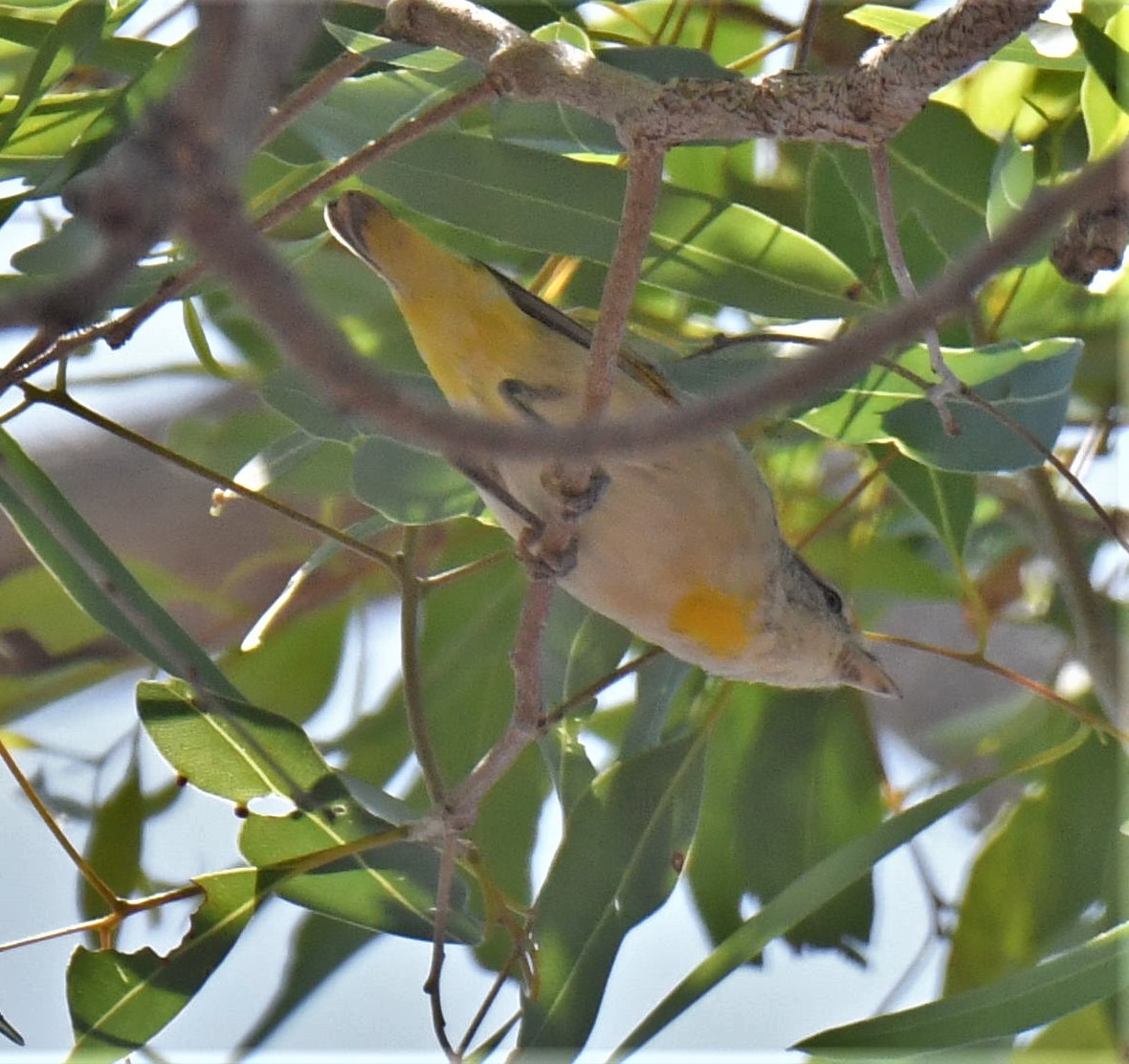 Red-browed Pardalote - ML503827381