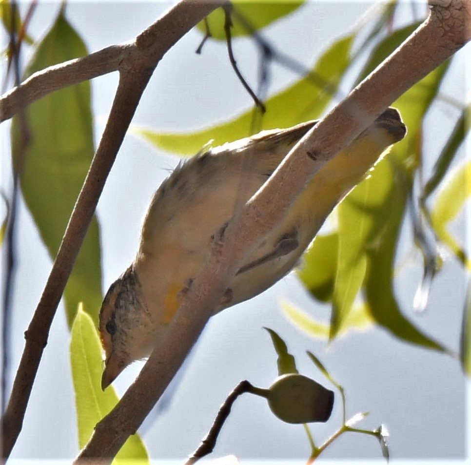 Red-browed Pardalote - ML503827391