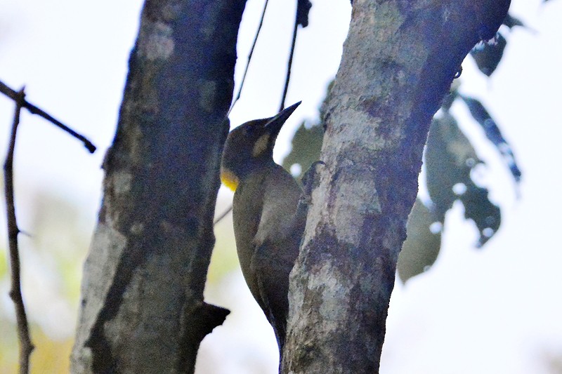 Greater Yellownape - ML50382801