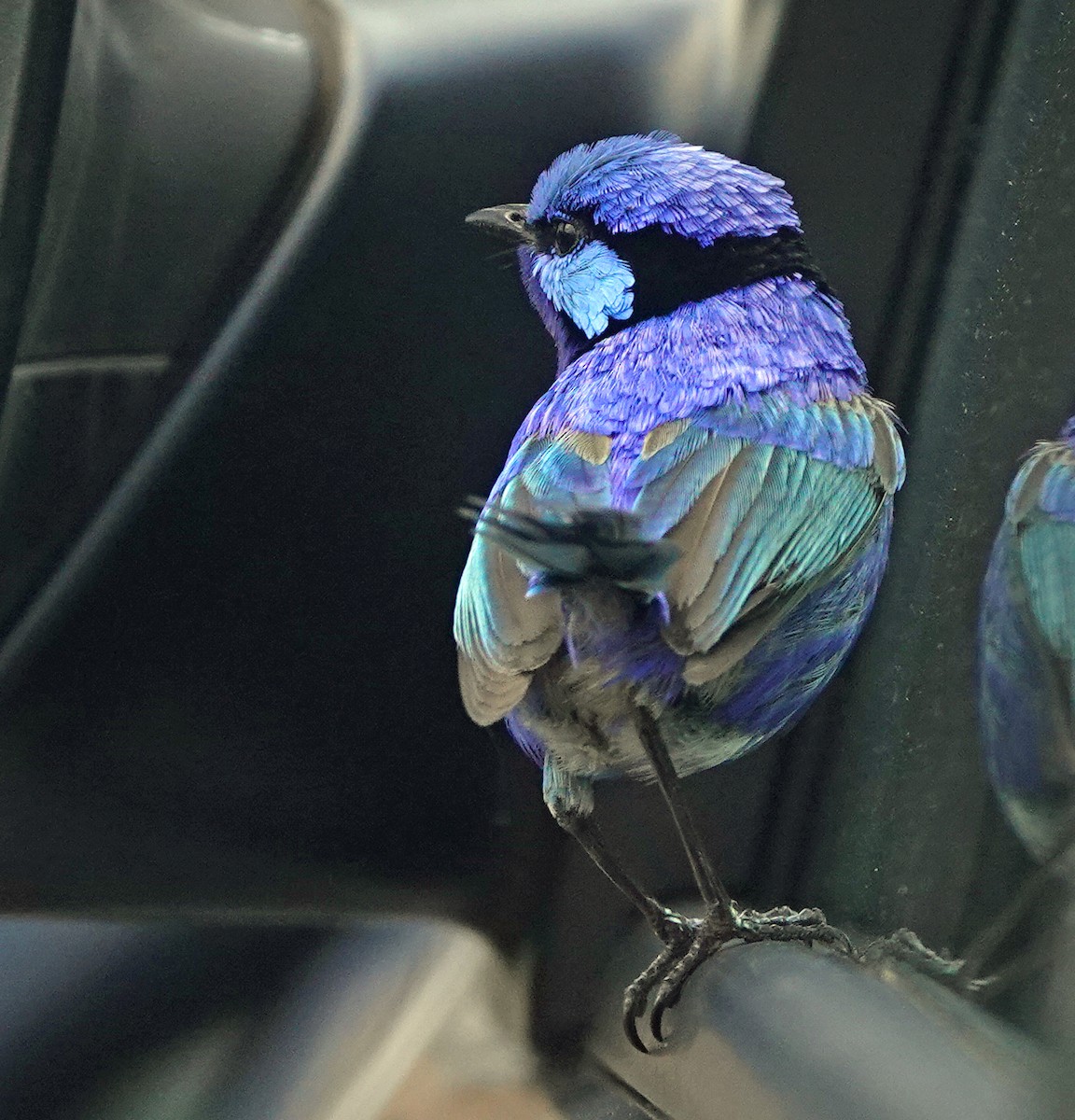 Splendid Fairywren - ML503828261