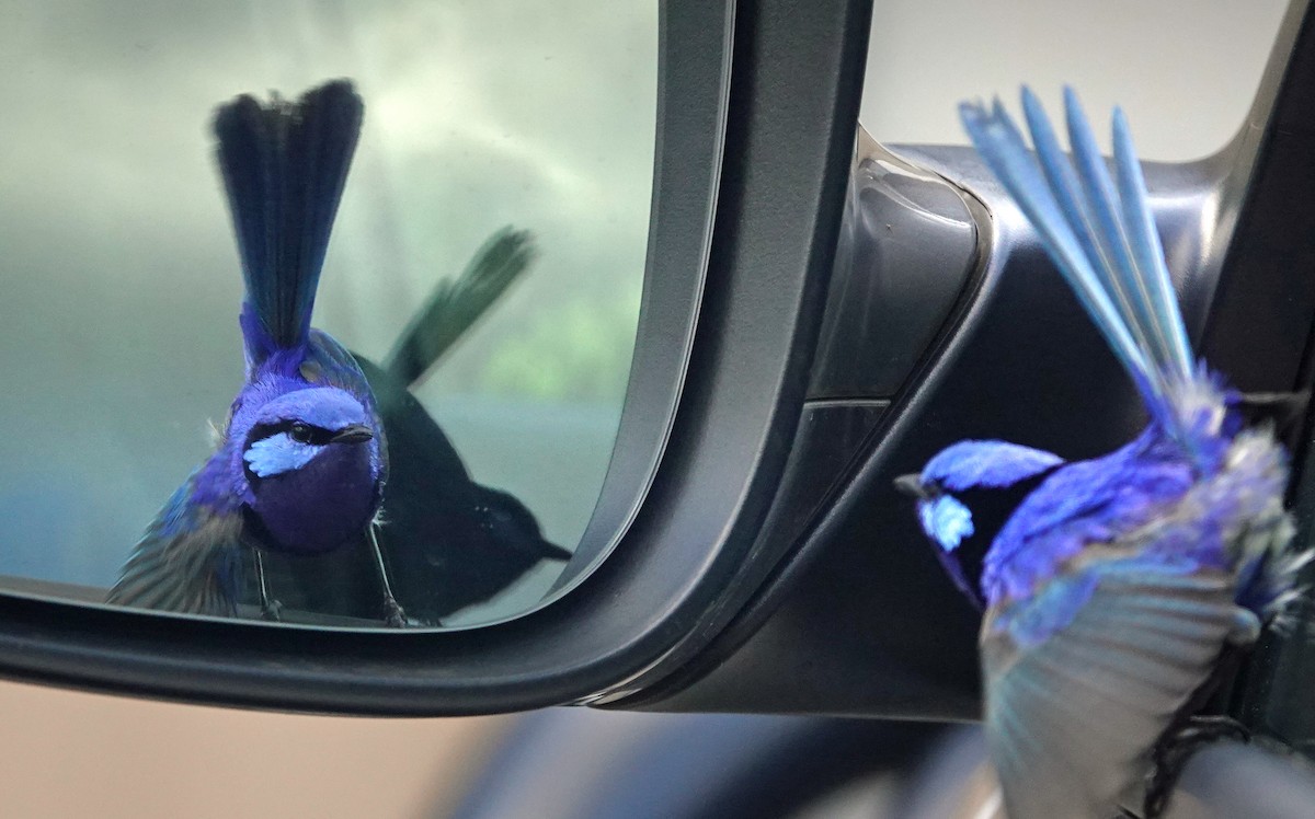 Splendid Fairywren - ML503828281