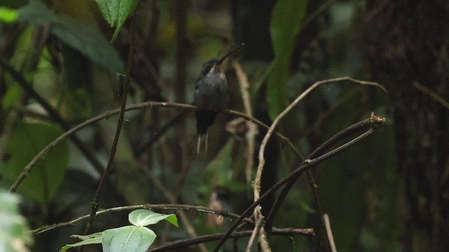 Grünschattenkolibri - ML503828801