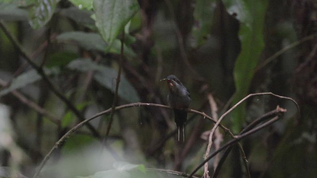 Grünschattenkolibri - ML503830121