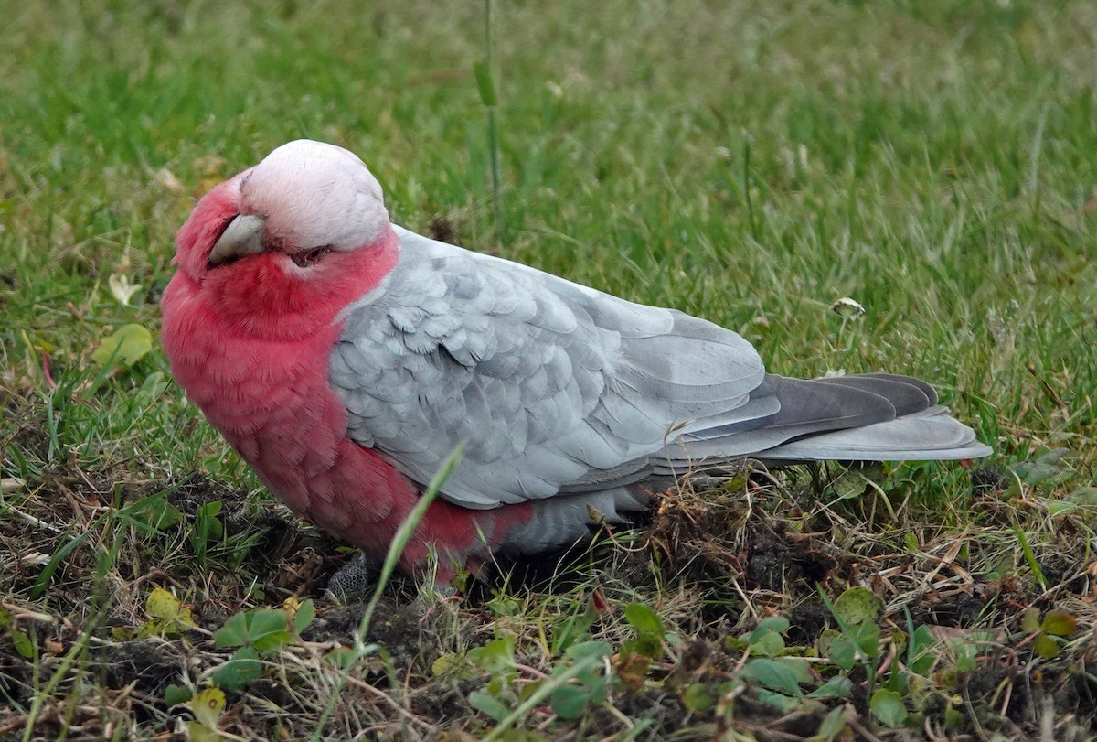 Galah - ML503830681