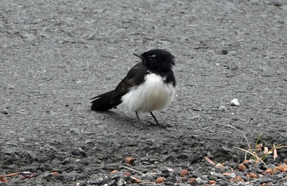 Willie-wagtail - ML503830881