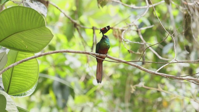 Coppery-chested Jacamar - ML503831281