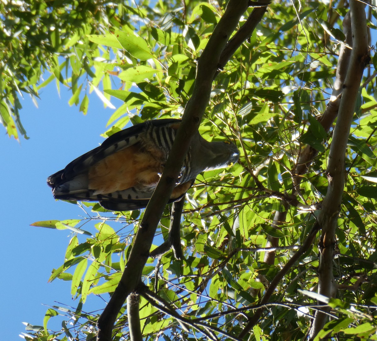 Pacific Baza - ML503832281