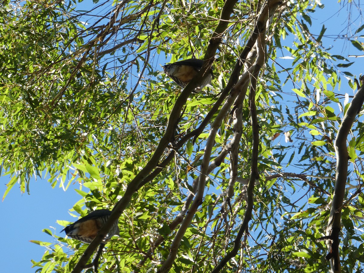 Pacific Baza - ML503832291