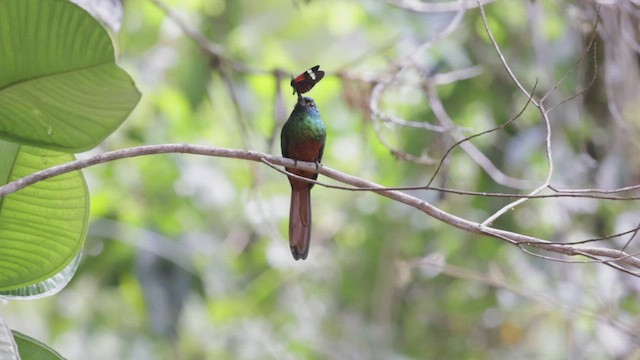 Coppery-chested Jacamar - ML503832481