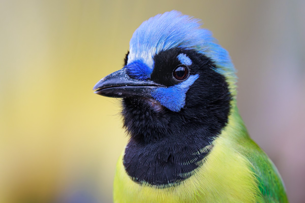 Green Jay - ML503832661