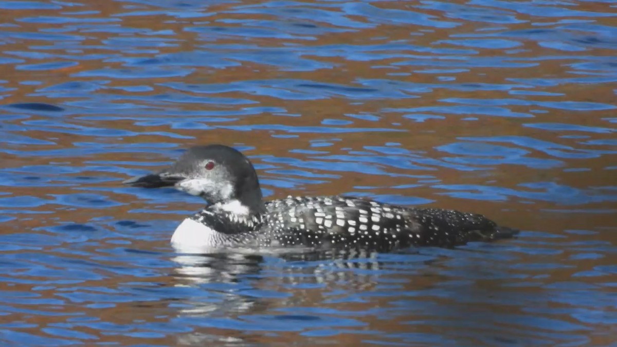 Common Loon - ML503832861