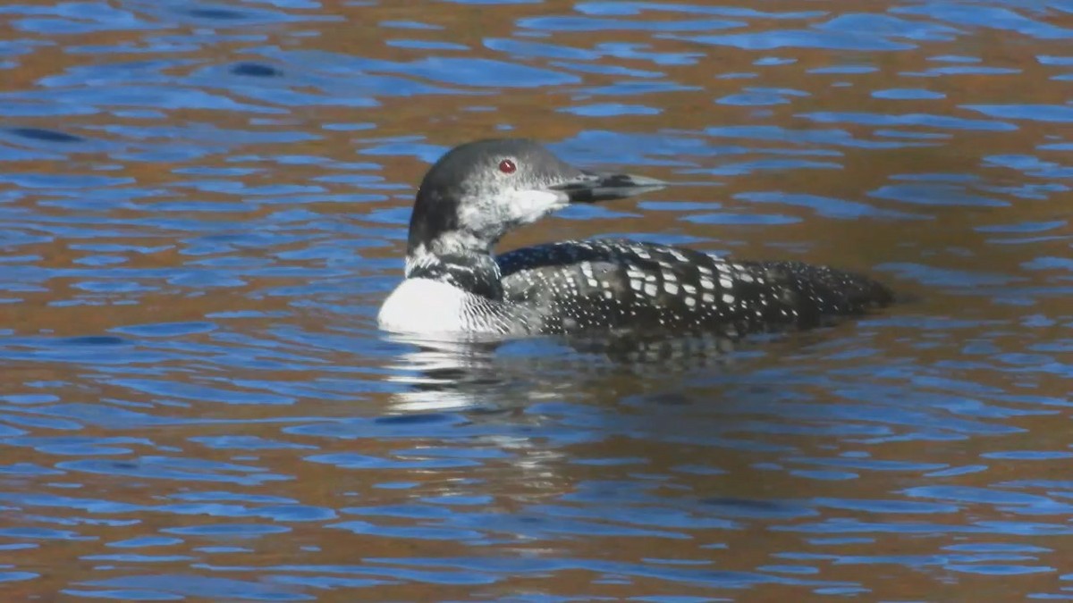 Common Loon - ML503832871