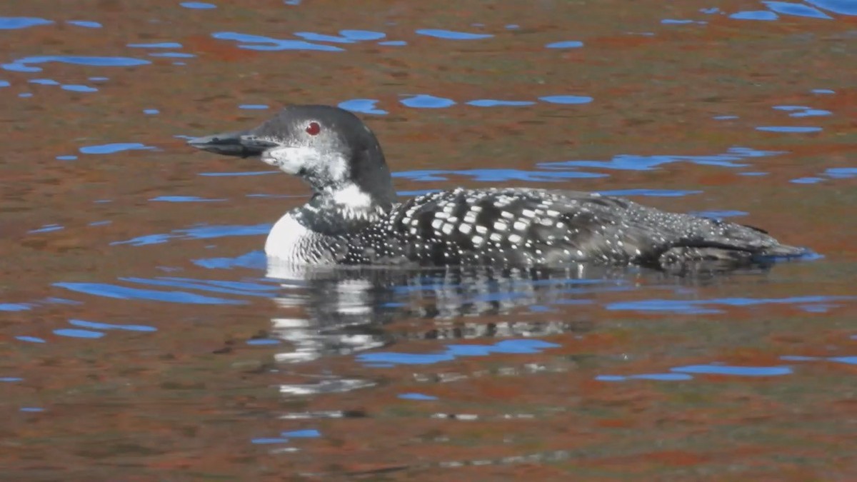 Common Loon - ML503832881