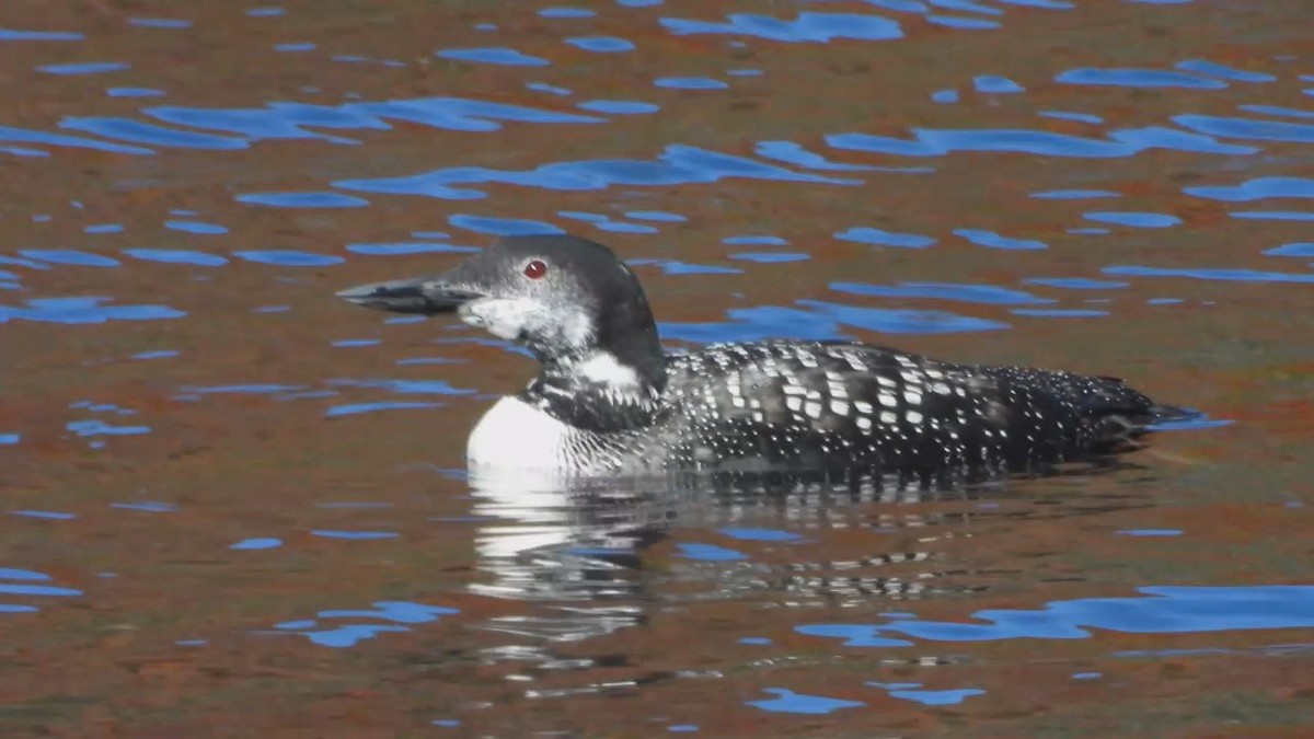 Common Loon - Denis Provencher COHL