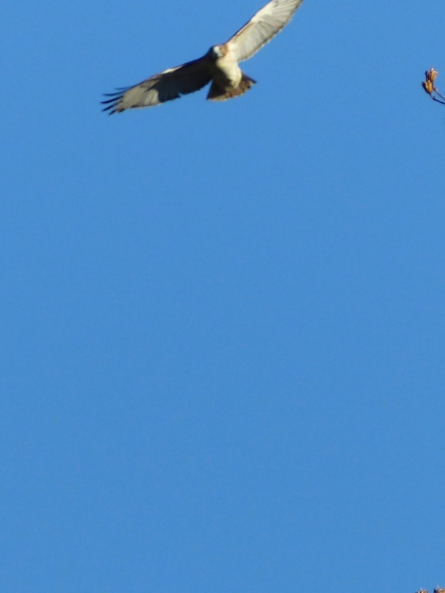 Poiana codarossa - ML503832911