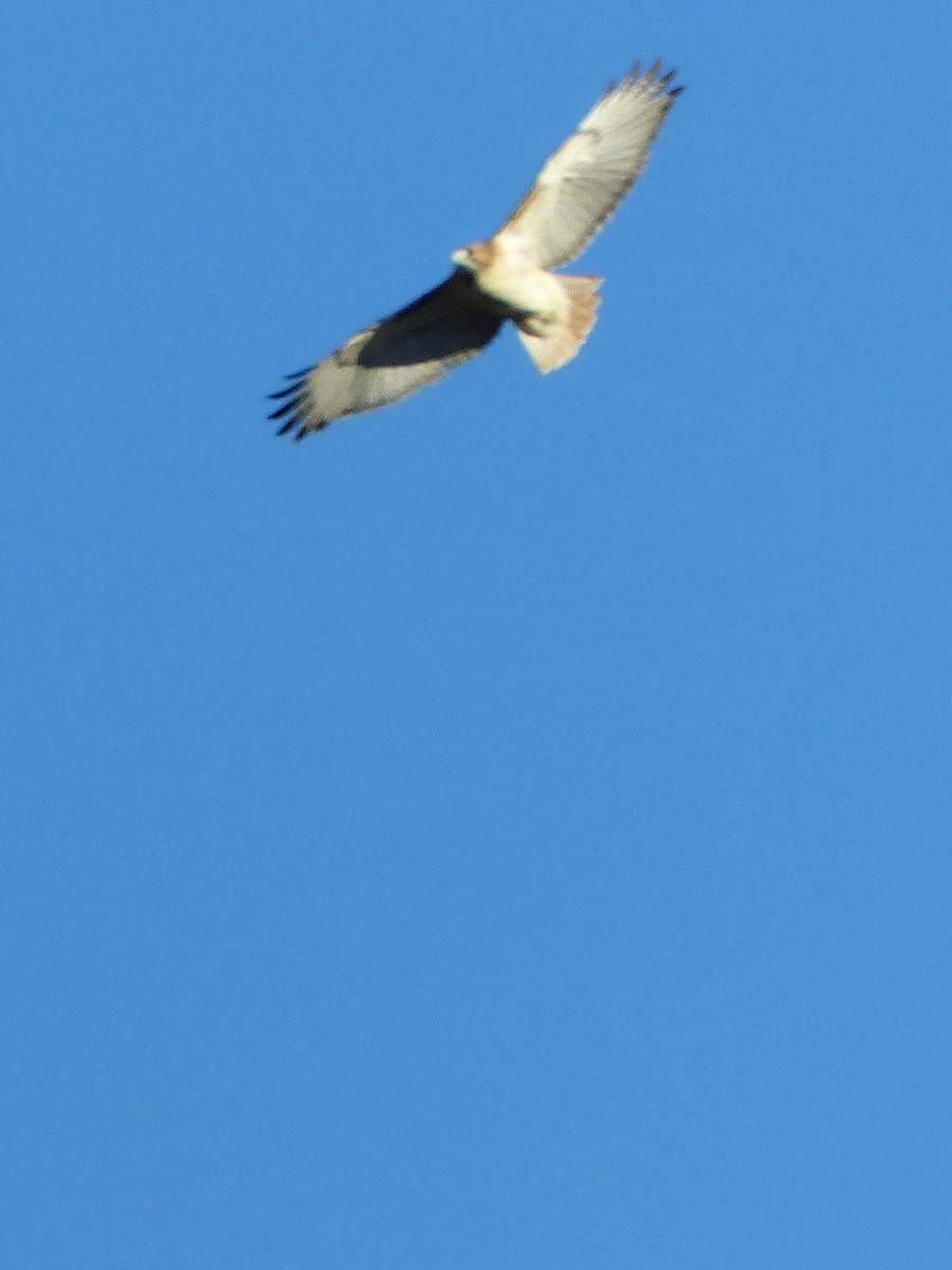 Red-tailed Hawk - ML503832931
