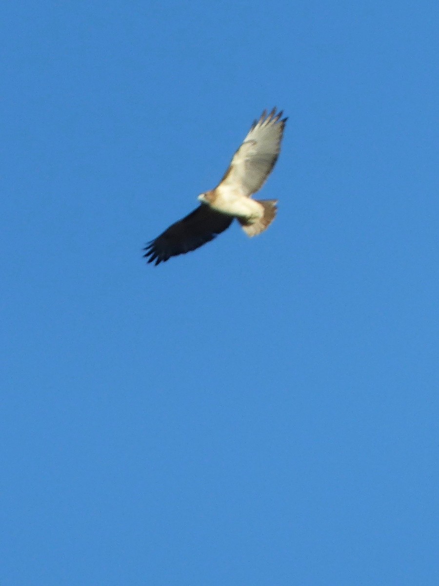 Red-tailed Hawk - ML503832971