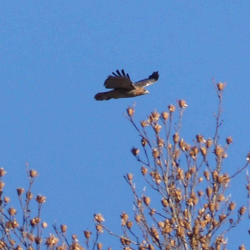 Red-tailed Hawk - ML503833021