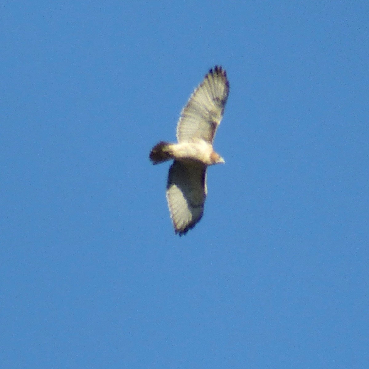 Red-tailed Hawk - ML503833061