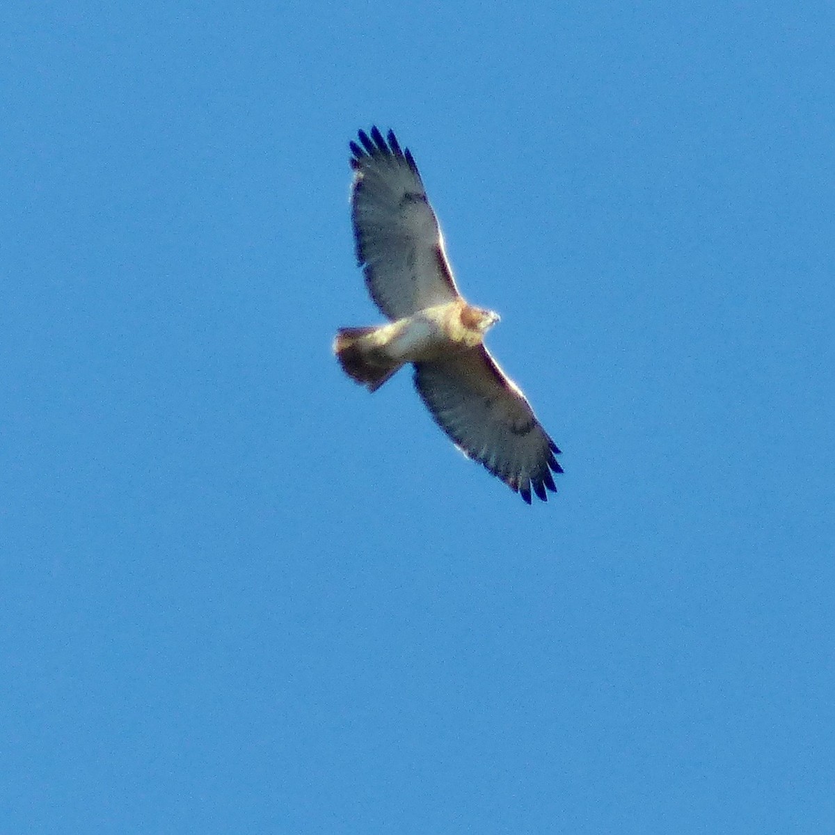 Red-tailed Hawk - ML503833181