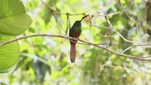 Coppery-chested Jacamar - ML503833981