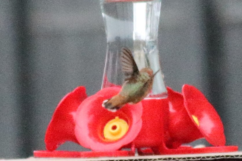 Rufous Hummingbird - ML503834031