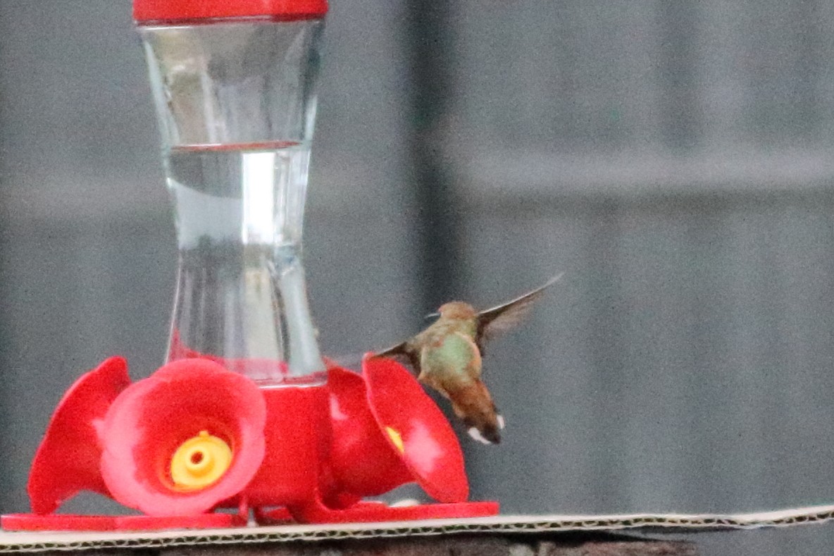 Rufous Hummingbird - ML503834041