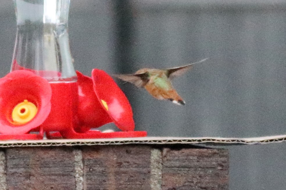 Rufous Hummingbird - Richard Stanton