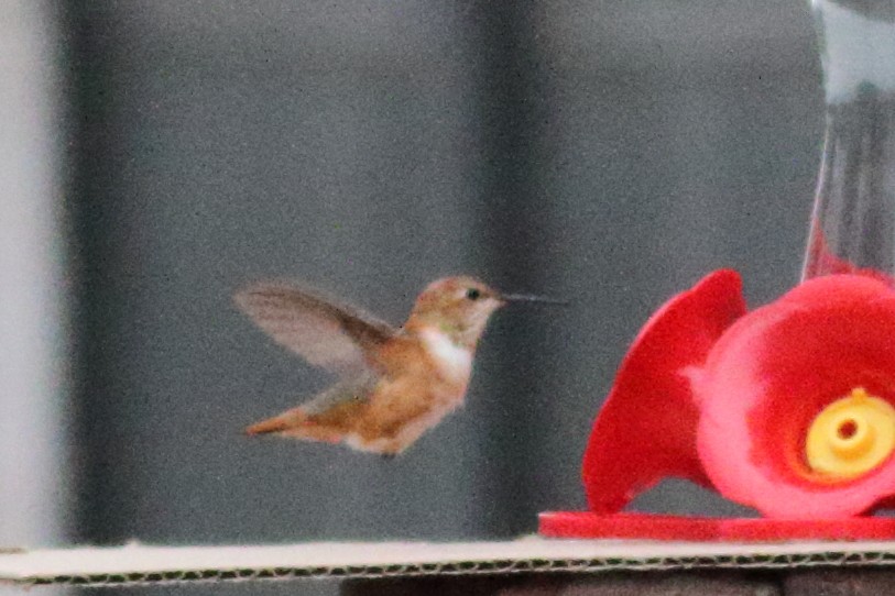 Rufous Hummingbird - ML503834281