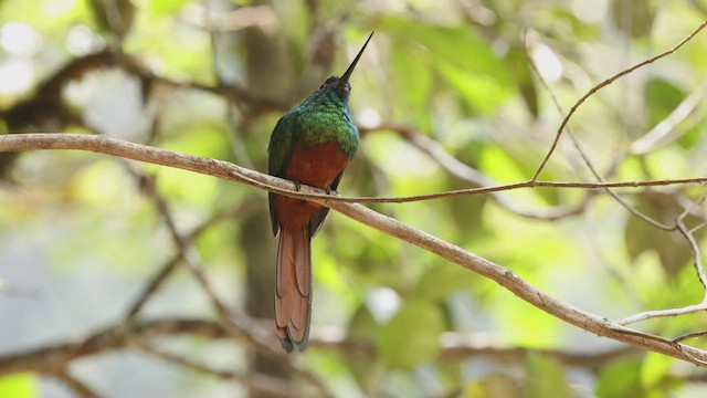 Coppery-chested Jacamar - ML503835131