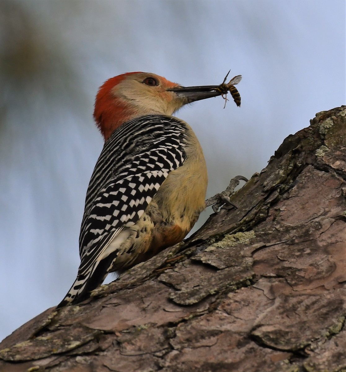 Red-bellied Woodpecker - ML503835281