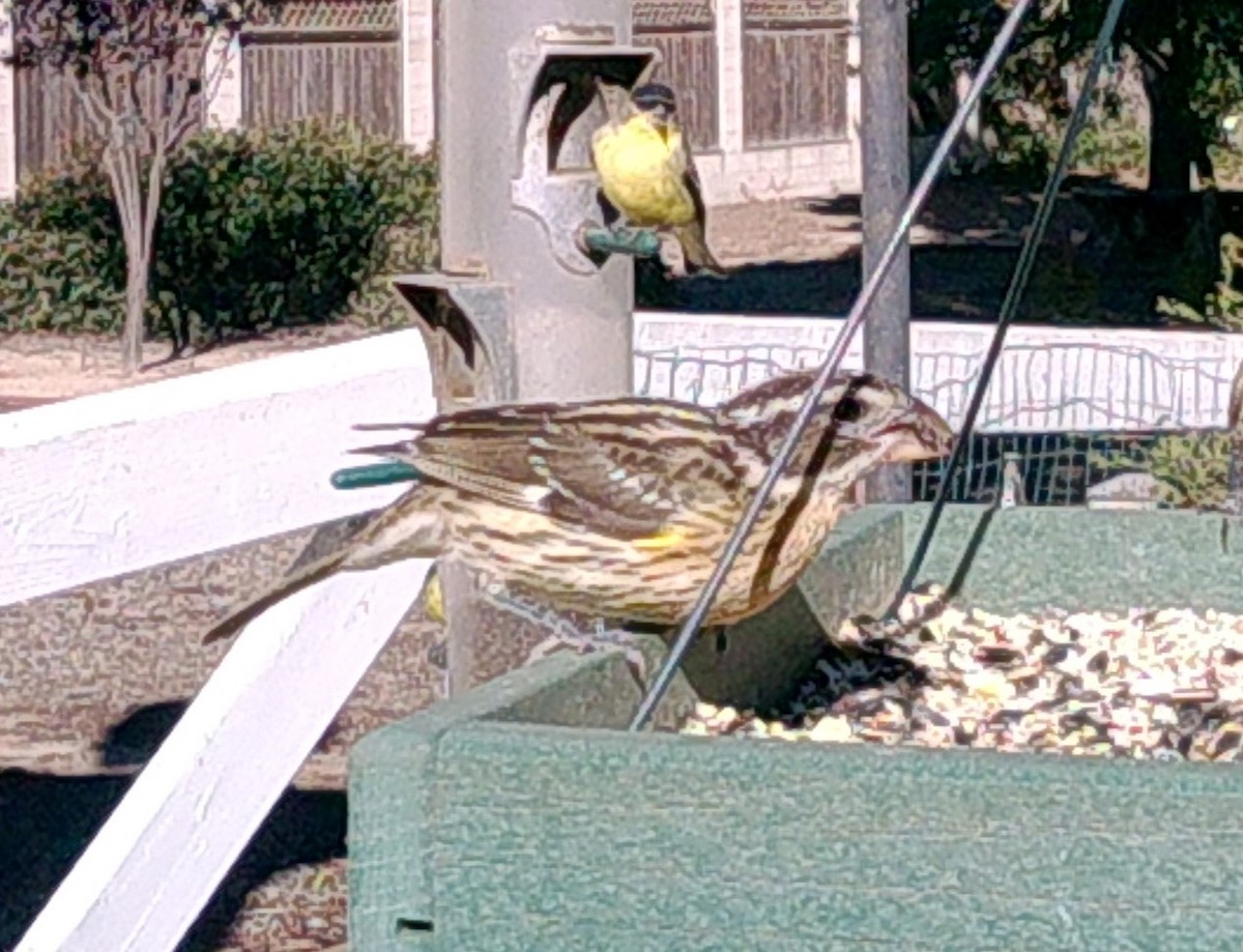 Rose-breasted Grosbeak - ML503835311