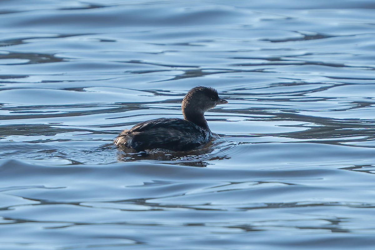 Pied-billed Grebe - James Patten