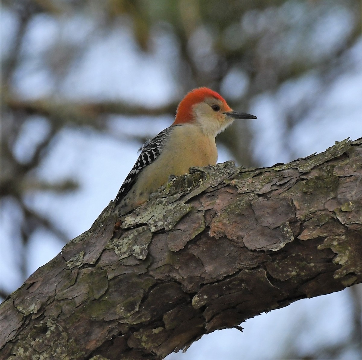 Red-bellied Woodpecker - ML503835471