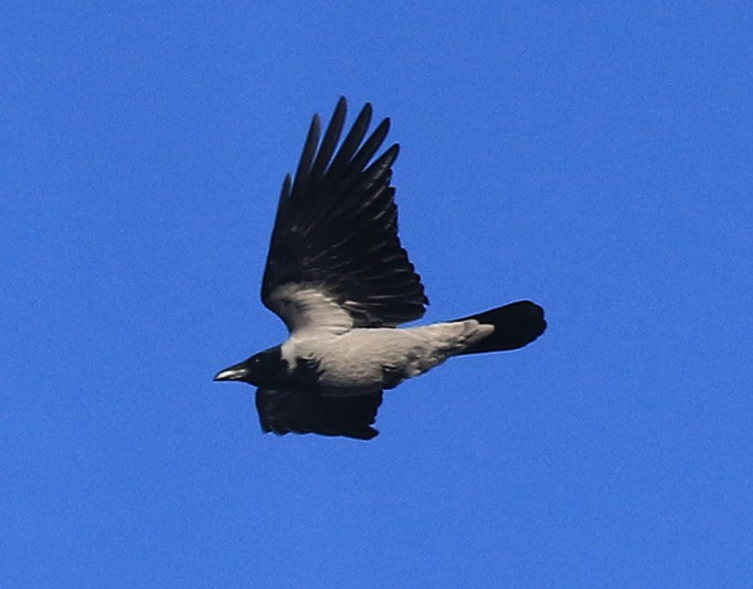 Hooded Crow - ML50383561