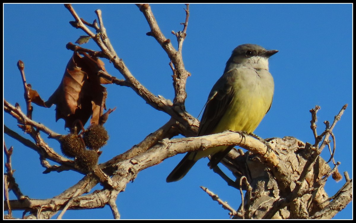 Cassin's Kingbird - ML503835791