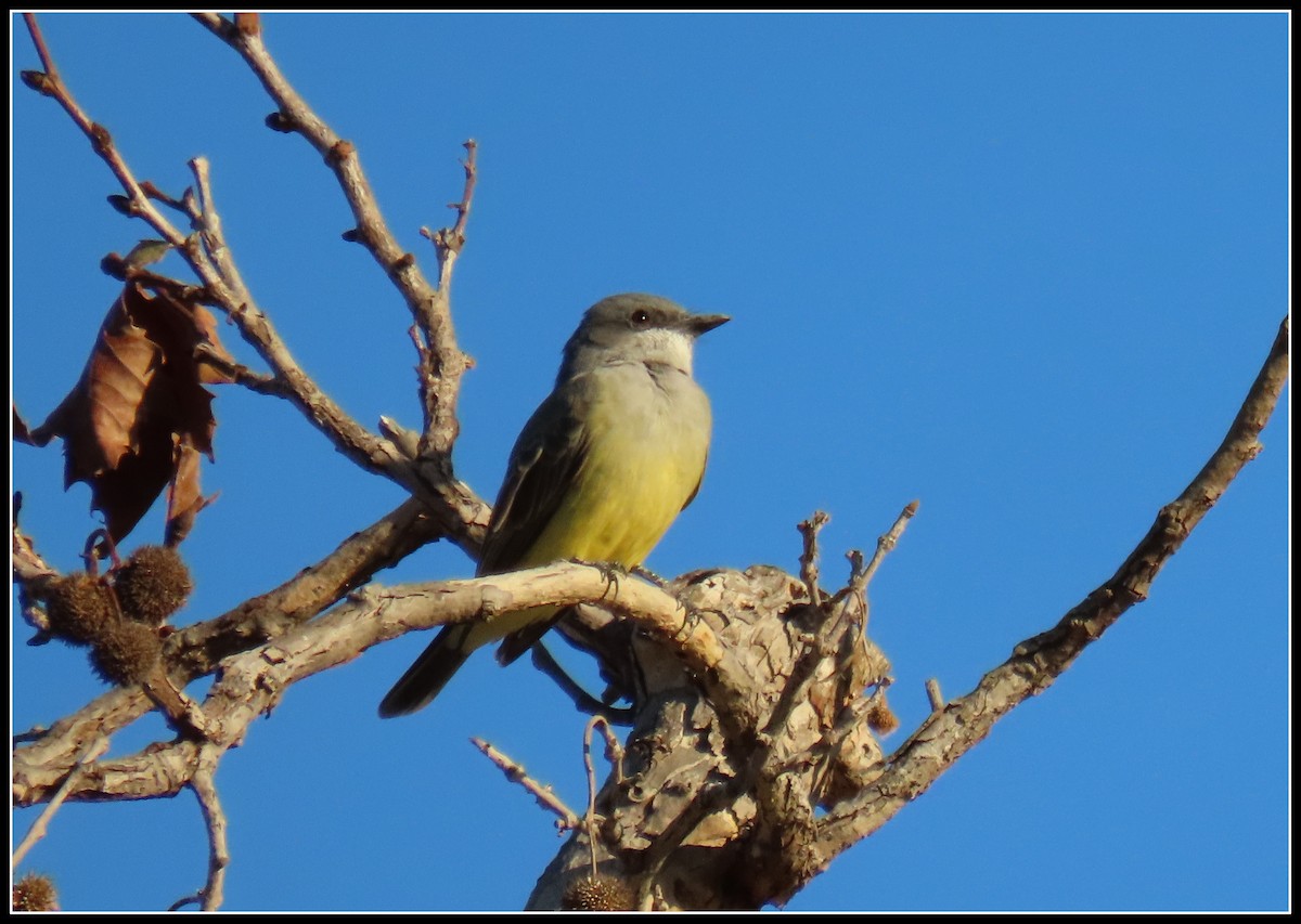 Cassin's Kingbird - ML503835801