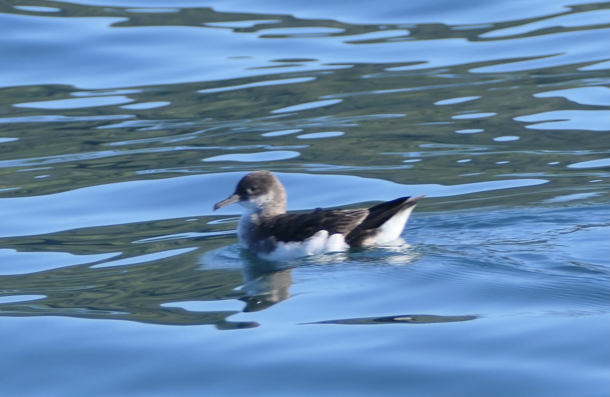 Fluttering Shearwater - ML503835981