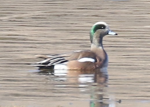 American Wigeon - ML503836421