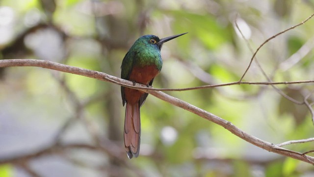 Coppery-chested Jacamar - ML503837131