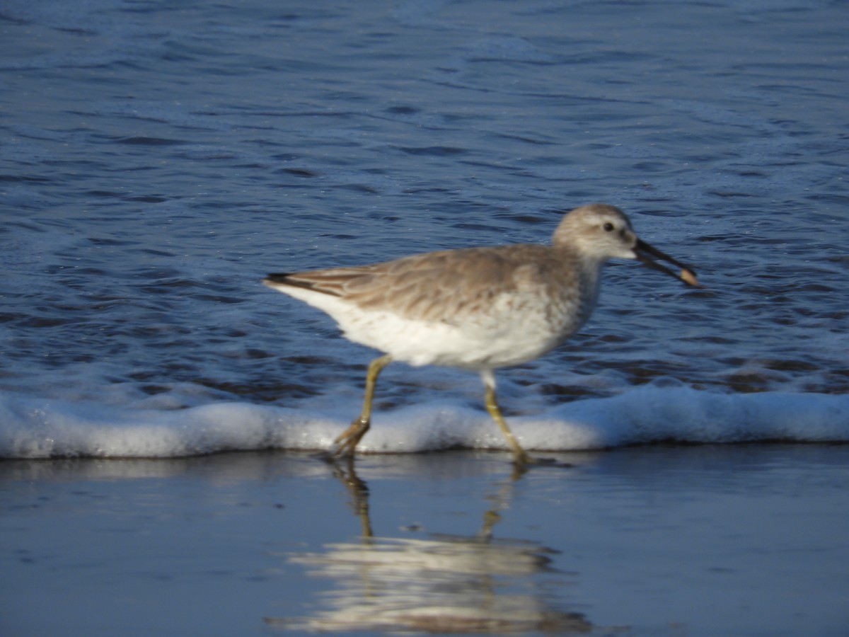 Red Knot - ML503837831