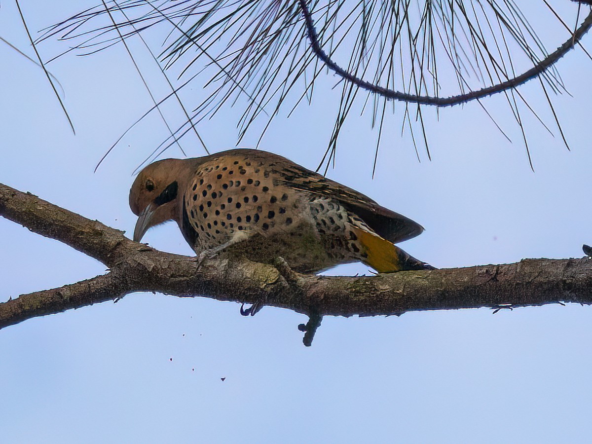 Northern Flicker - Julia Tanner