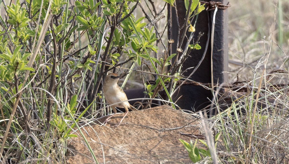 Cloud Cisticola (Cloud) - ML503838581