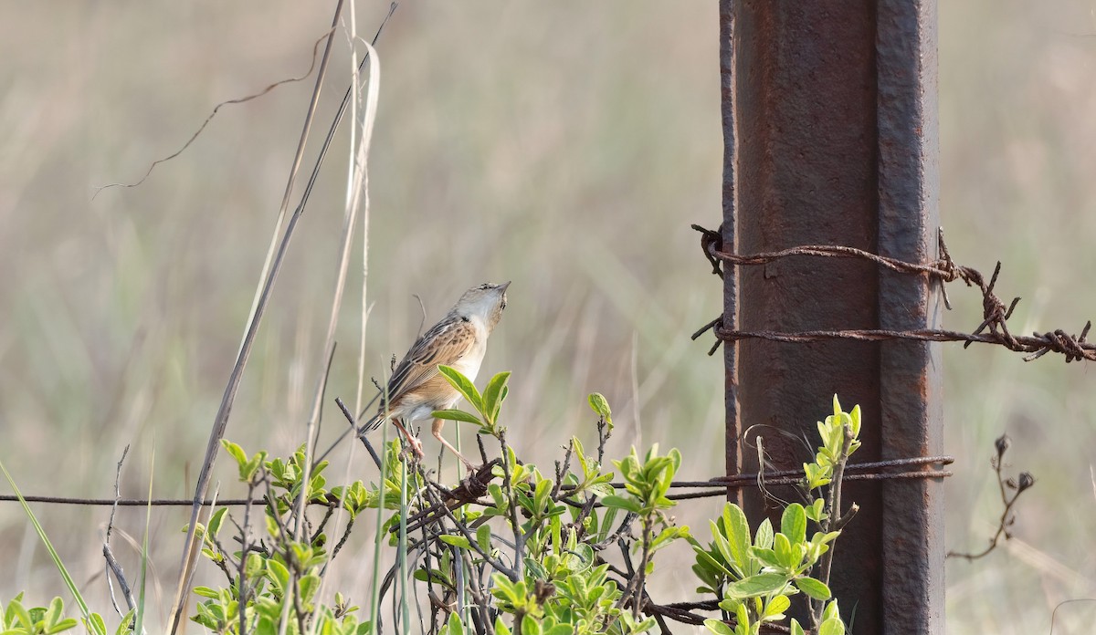 Cloud Cisticola (Cloud) - ML503838611