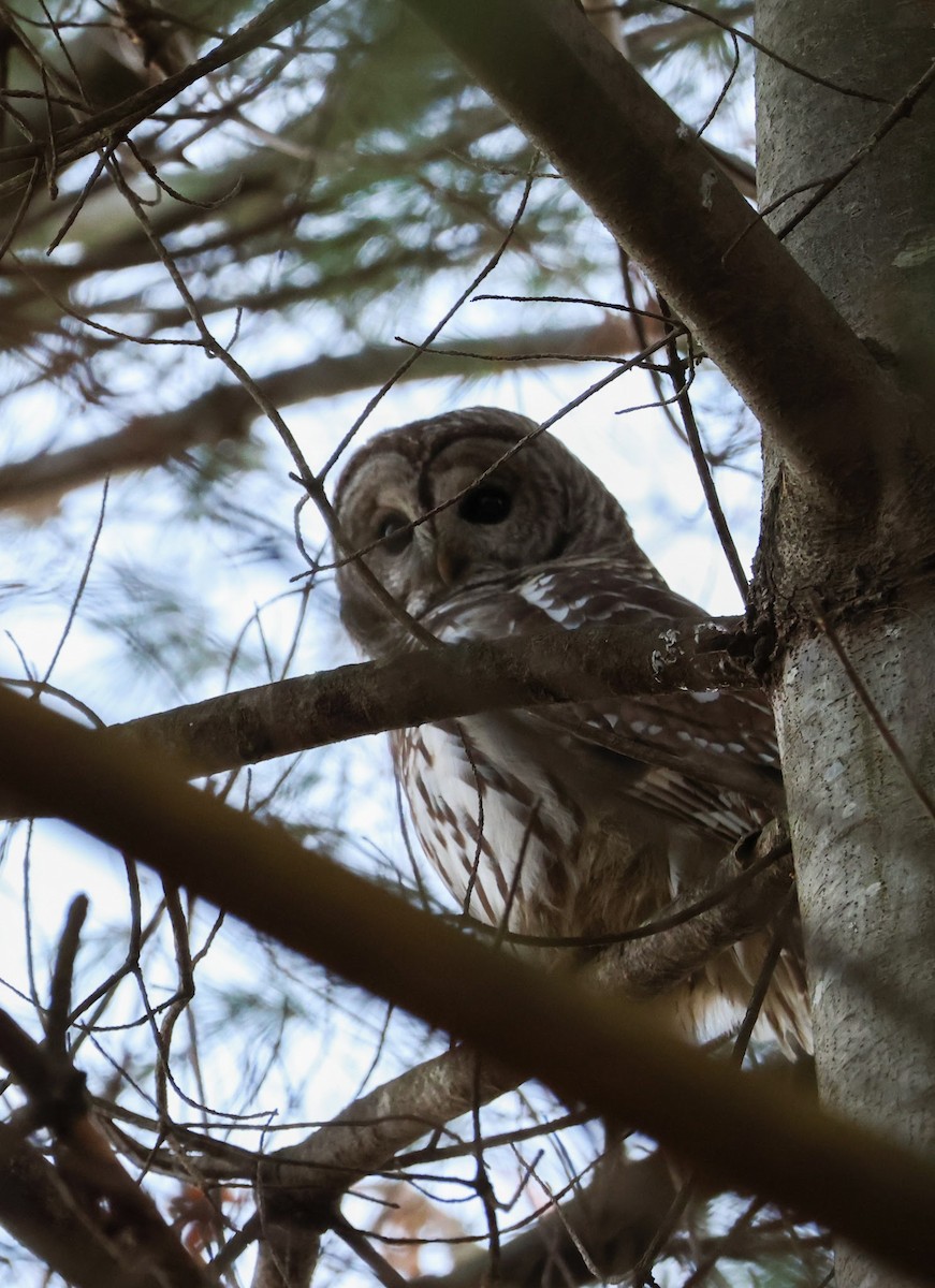 Barred Owl - ML503840221