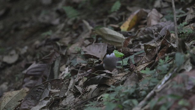 White-necked Thrush (Gray-flanked) - ML503840411