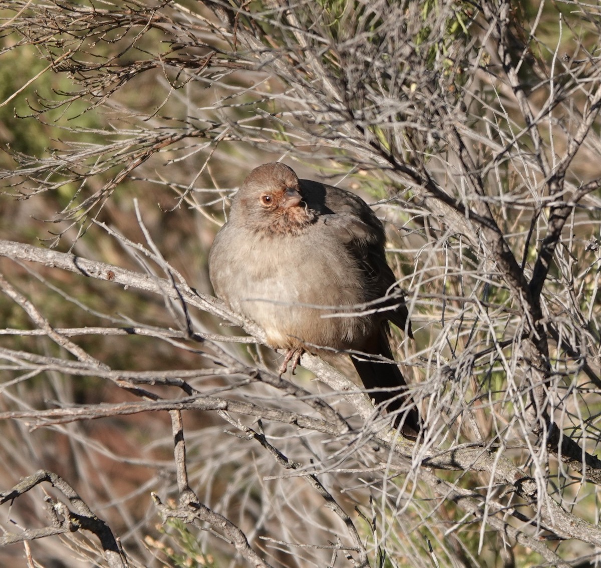 California Towhee - ML503841671