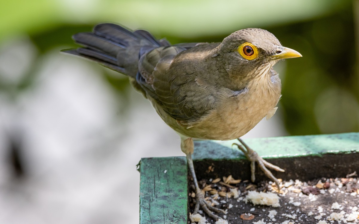 Spectacled Thrush - ML503842101
