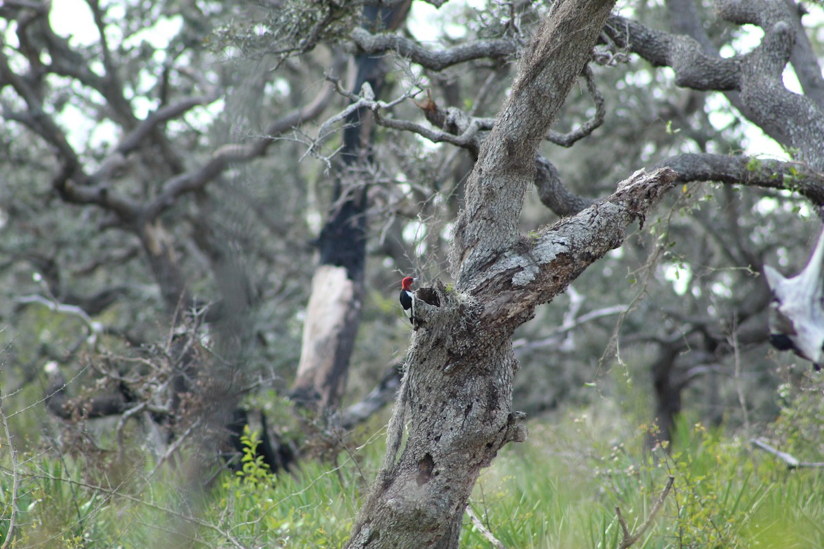 Red-headed Woodpecker - ML503845041