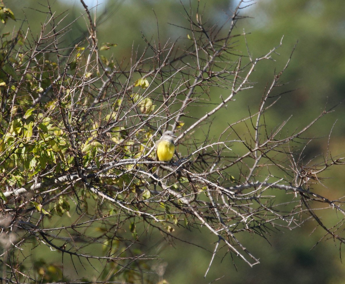 Tropical Kingbird - Mike Collins